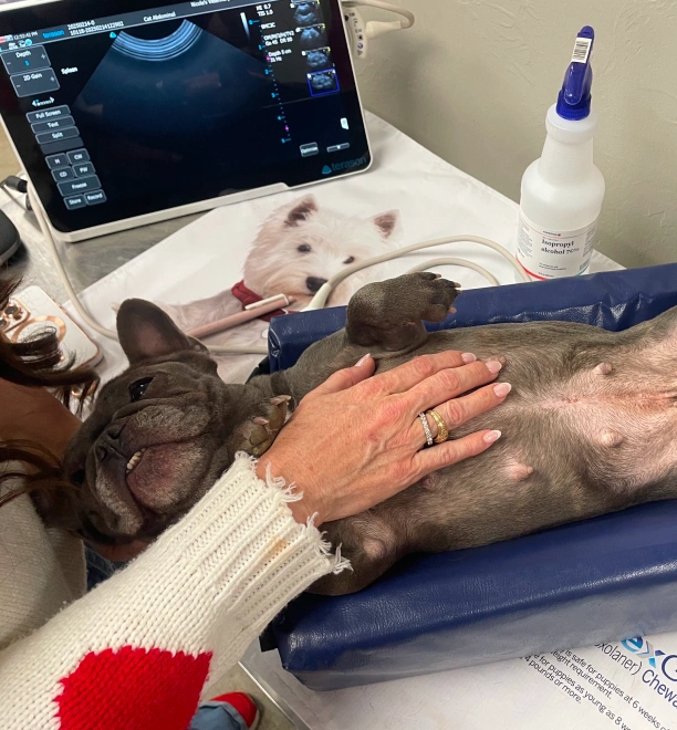 Advanced Veterinary Diagnostic Testing