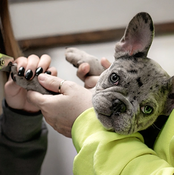 Professional Pet Grooming Services
