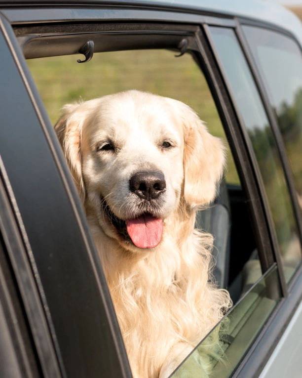 Traveling With Your Pet?
