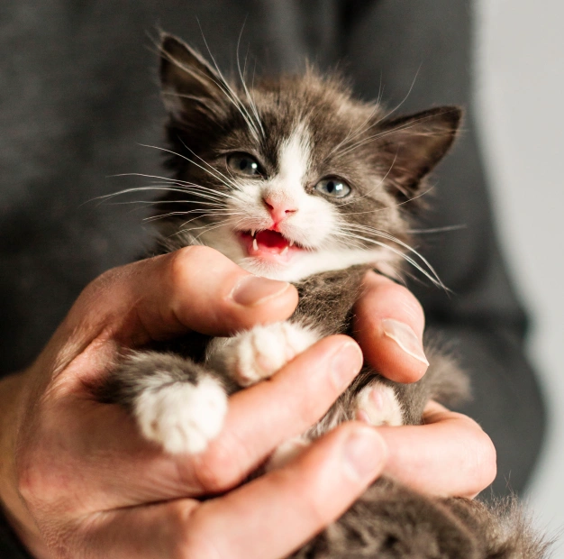 At-Home Dental Care Tips for Dogs and Cats