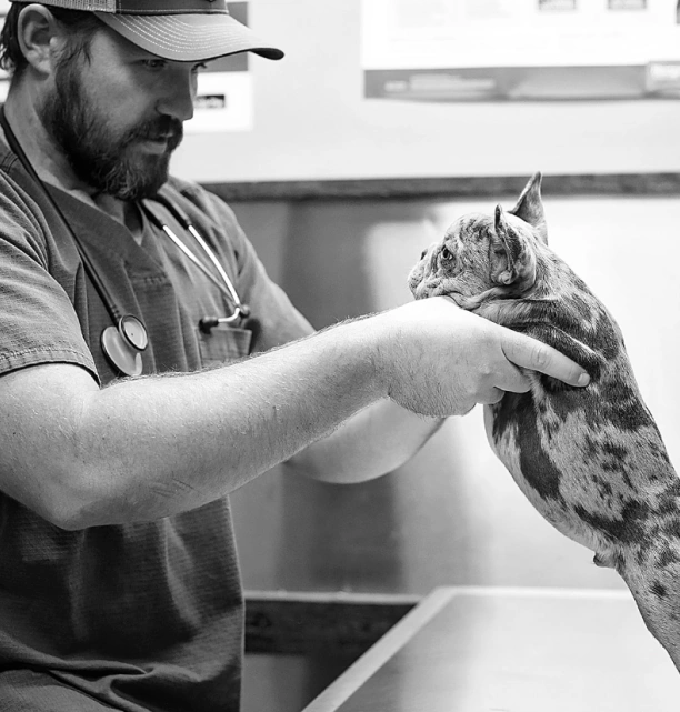 Wellness Exams for Happier, Healthier Pets