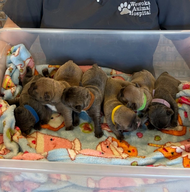 Professional Canine Reproductive Care