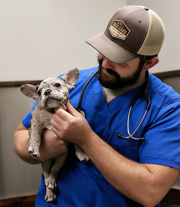 Trusted Reproductive Support for Dog Breeders