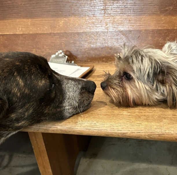 Caring For Senior Pets