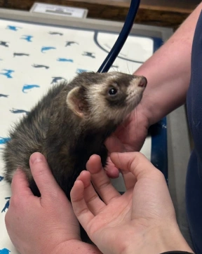 Exotic Pet Care