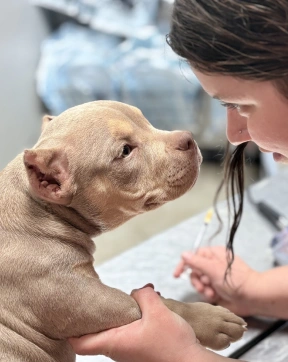 Puppy/Kitten Care