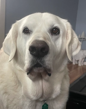 Senior Pet Care