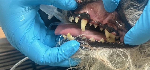 Before Dental After