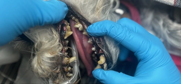 Before Dental Before