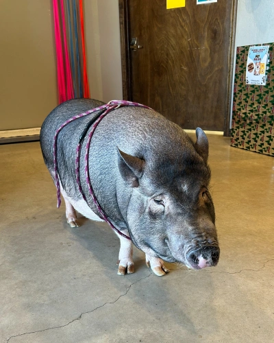 Large Animal Services