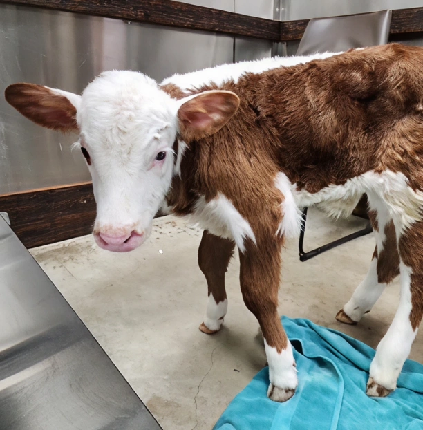 Breed & Reproductive Care