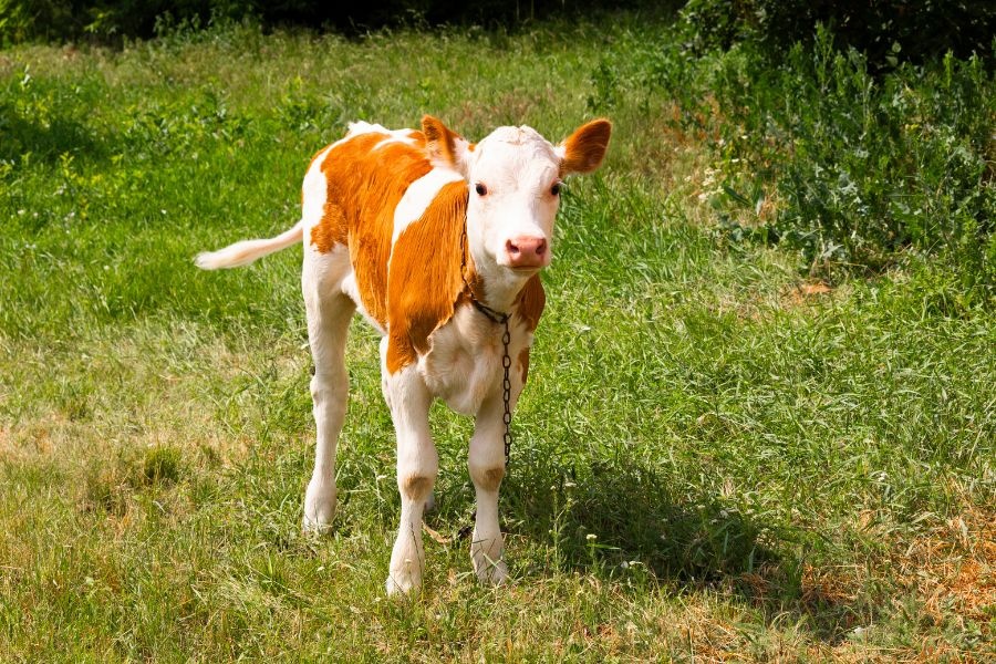 How Better Breeding Timing Can Support More Efficient Livestock Management