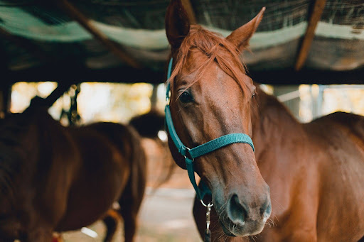 farm-calls-for-horses-routine-health-management-wewoka