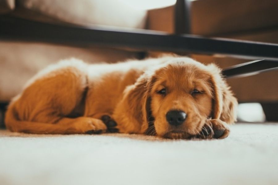 how-vets-assess-pain-urgent-vet-care-examination