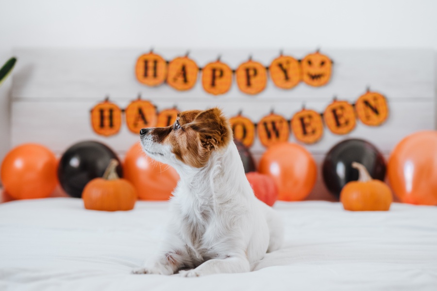 halloween-pet-poison-prevention-rural-homes-farms