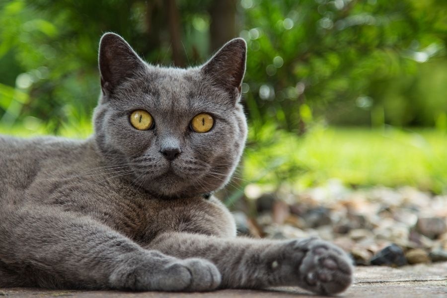 weight-loss-in-senior-cats